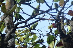 Graydidascalus brachyurus