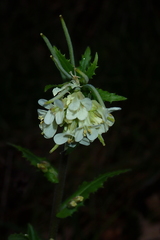 Pseudoturritis turrita