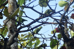 Graydidascalus brachyurus