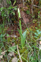 Ophrys insectifera subinsectifera