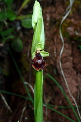 Ophrys insectifera subinsectifera