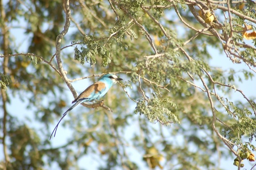 Ana tree