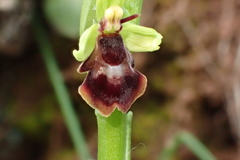 Ophrys insectifera subinsectifera