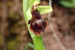 Ophrys insectifera subinsectifera
