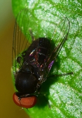 Lindneromyia hungarica