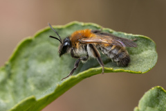 Andrena synadelpha