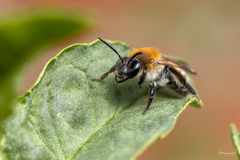 Andrena synadelpha