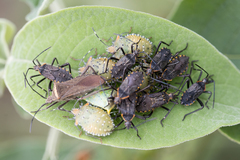 Arvelius albopunctatus