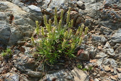 Plantago subulata