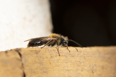 Andrena clarkella