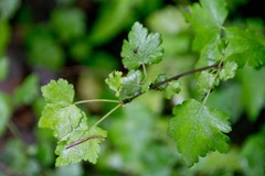 Ribes glandulosum