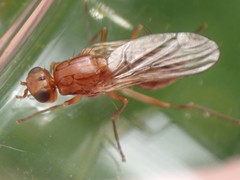 Psila
