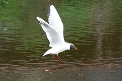 Chroicocephalus ridibundus