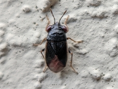 Geocoris uliginosus
