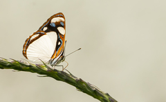 Dynamine agacles core