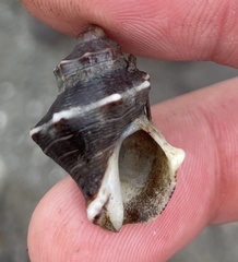 Thaisella kiosquiformis