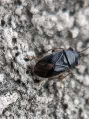 Geocoris uliginosus