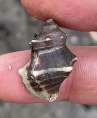 Thaisella kiosquiformis