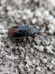 Geocoris uliginosus