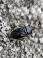 Geocoris uliginosus