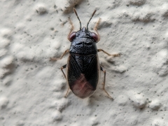 Geocoris uliginosus