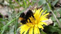 Bombus