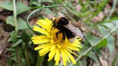 Bombus