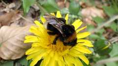 Bombus