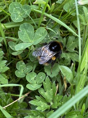 Bombus terrestris