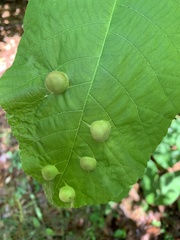 Phylloxera caryaescissa