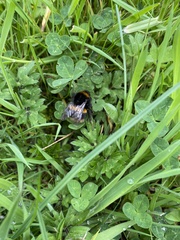 Bombus terrestris