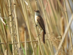 Acrocephalus arundinaceus
