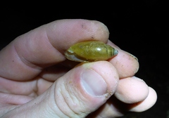 Streptostyla