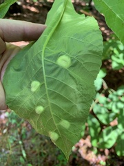 Phylloxera caryaescissa