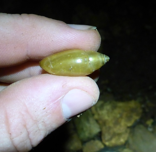 Streptostyla
