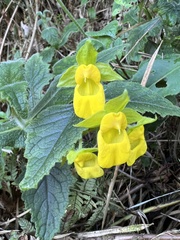 Calceolaria perfoliata