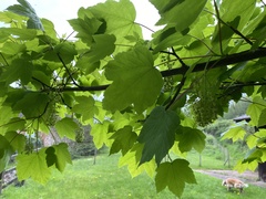 Acer pseudoplatanus