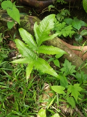 Tectaria heracleifolia