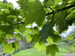 Acer pseudoplatanus