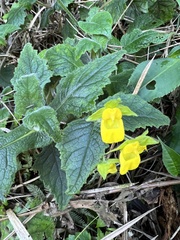 Calceolaria perfoliata