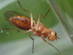 Psila