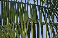 Mionectes oleagineus