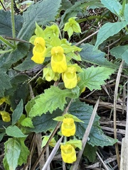 Calceolaria perfoliata