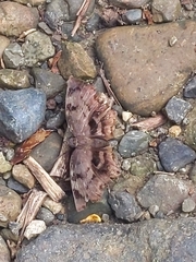 Achlyodes busirus