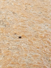 Anthrenus scrophulariae