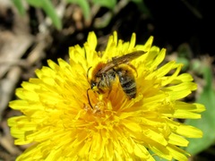 Andrena helvola