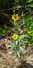 Borrichia frutescens image