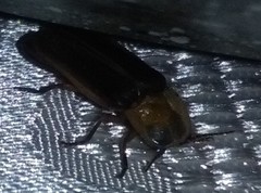 Lampyris ambigena