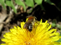 Andrena helvola