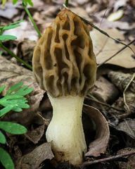 Morchella diminutiva